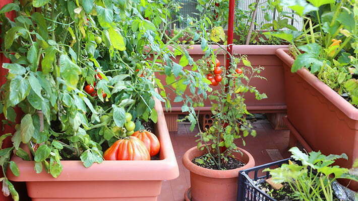Inland NW Community Gardens institution aims to restore network gardens
