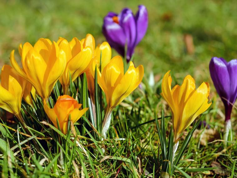 Pay Attention To The Soil For Better Gardening In Las Cruces