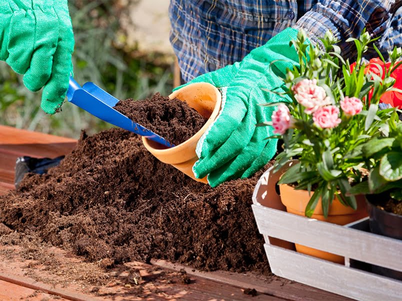What’s Growing On: Learn the fundamentals of butterfly gardening
