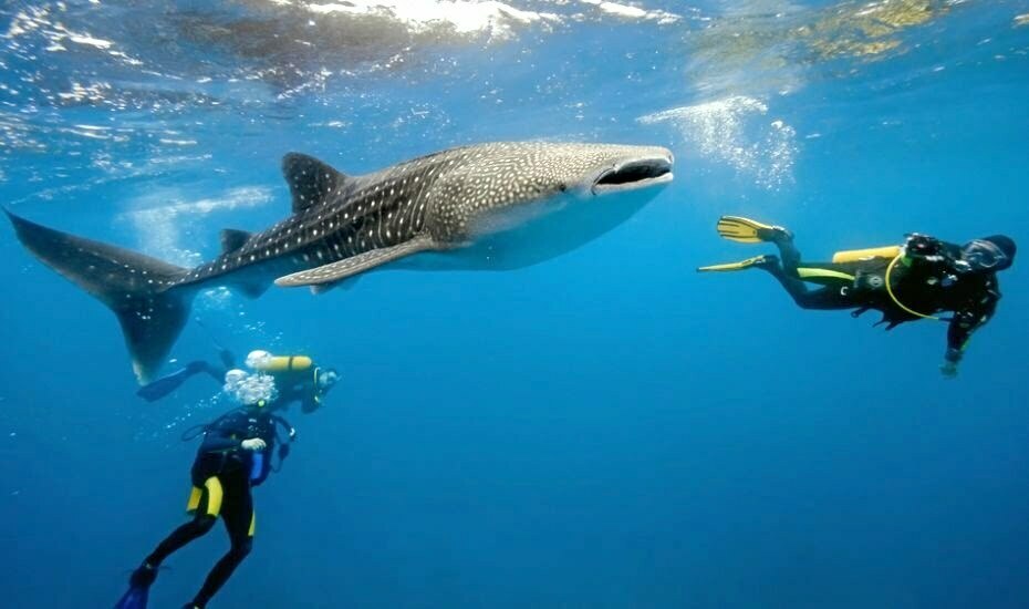 From Fish & Game: Plenty of approaches to help NH wildlife