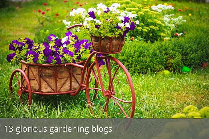 Gardening with Dave Allan: Grow your very own veg and herbs