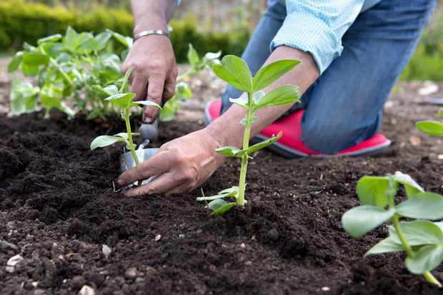Tips for a a hit gardening season at 7,000 ft