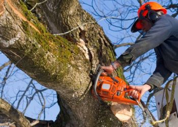 Why You Will Need Tree Cutting Services