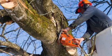 Why You Will Need Tree Cutting Services