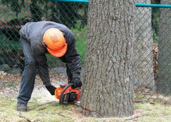 Tree Cutting And Removal In Your Landscape