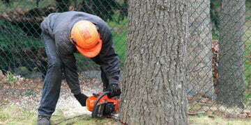 Tree Cutting And Removal In Your Landscape