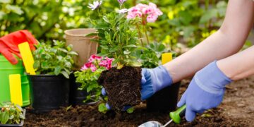 Best Gardening Tips to Help You Grow Healthy Plants