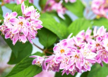 The Beauty of Deutzia: A Stunning Addition to Your Garden