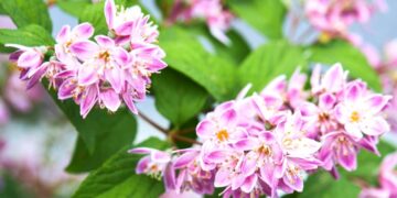 The Beauty of Deutzia: A Stunning Addition to Your Garden