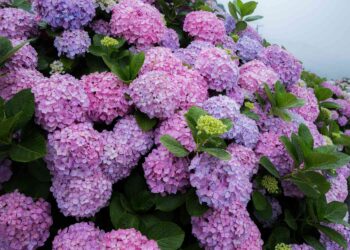 Exploring the Perfect Hydrangea Zone for Your Garden