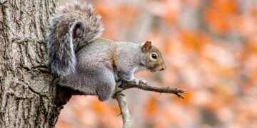 Preventing Squirrel Infestations: Tips for Keeping Them Away